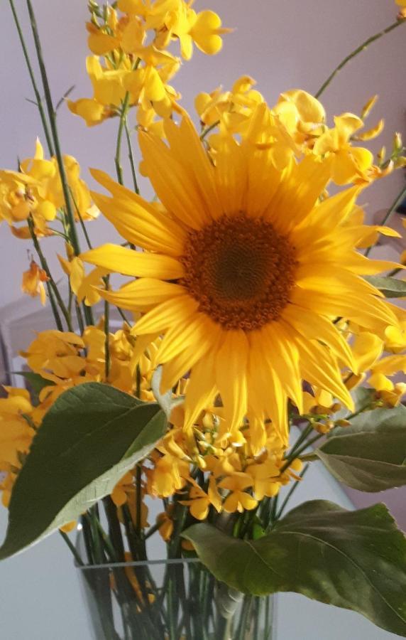 Il Girasole Del Lago Piediluco Ngoại thất bức ảnh